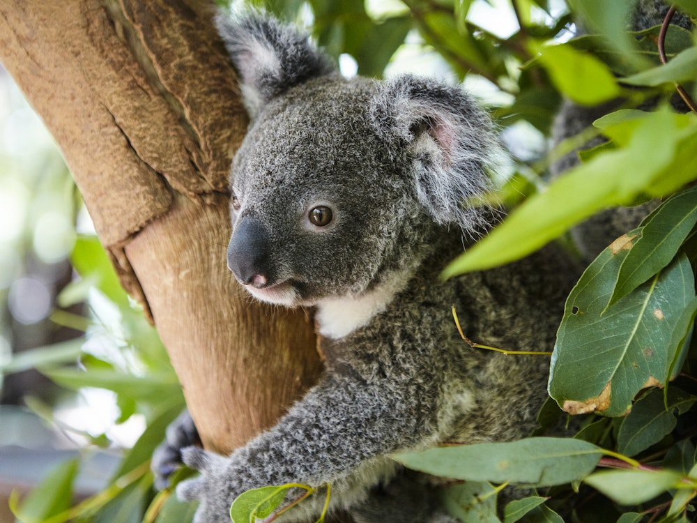 Koala hellwach im Eukalyptusbaum auf Magnetic Island
