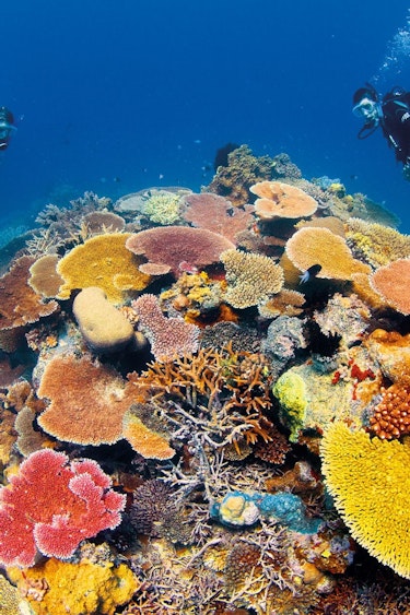 Australien Queensland great barrier reef Korallenriff tauchen tauchgang