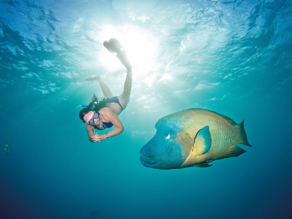 Schnorcheln bei Port Douglas in Queensland