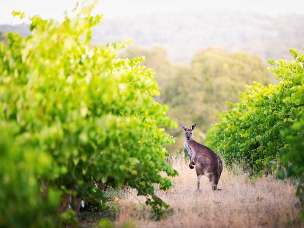 Een kangoeroe tussen de wijngaarden