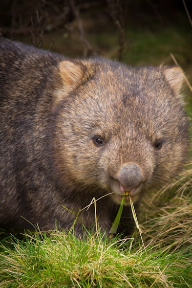 australien tasmanien süd ost tasmanien wombat