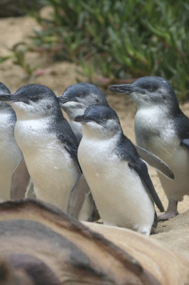 Australien Victoria Philip Island Pinguine