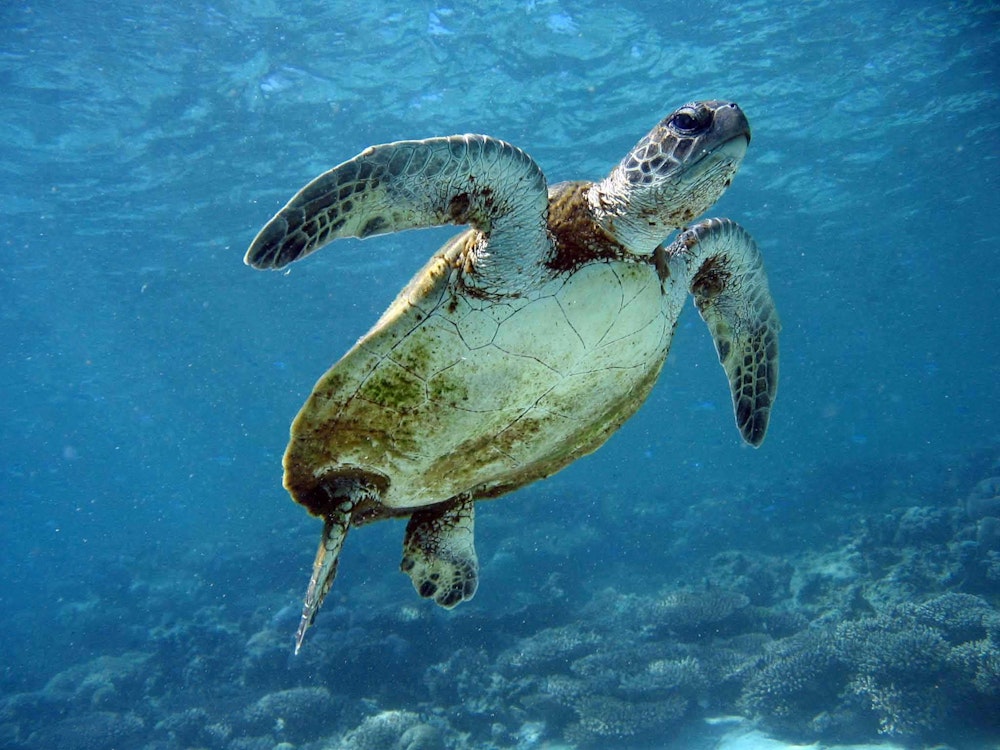 Een zeeschildpad zwemt door het water nabij Ningaloo Reef