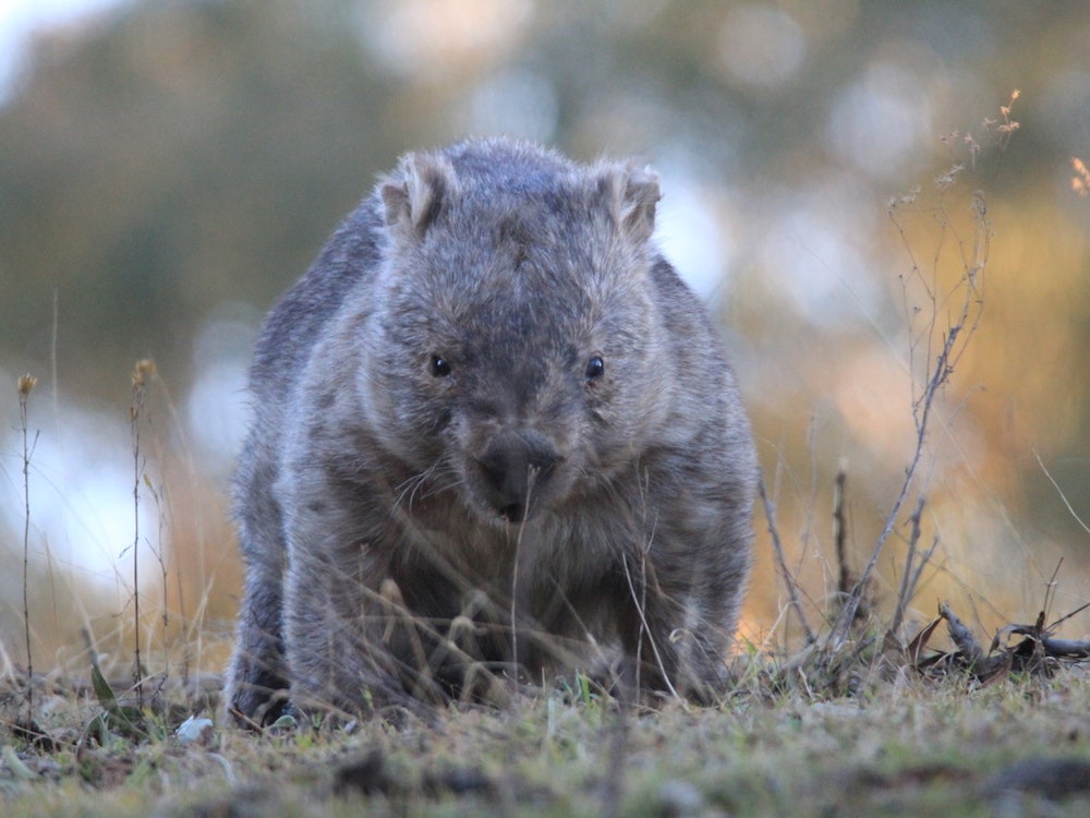 Wombat | Australia wildlife
