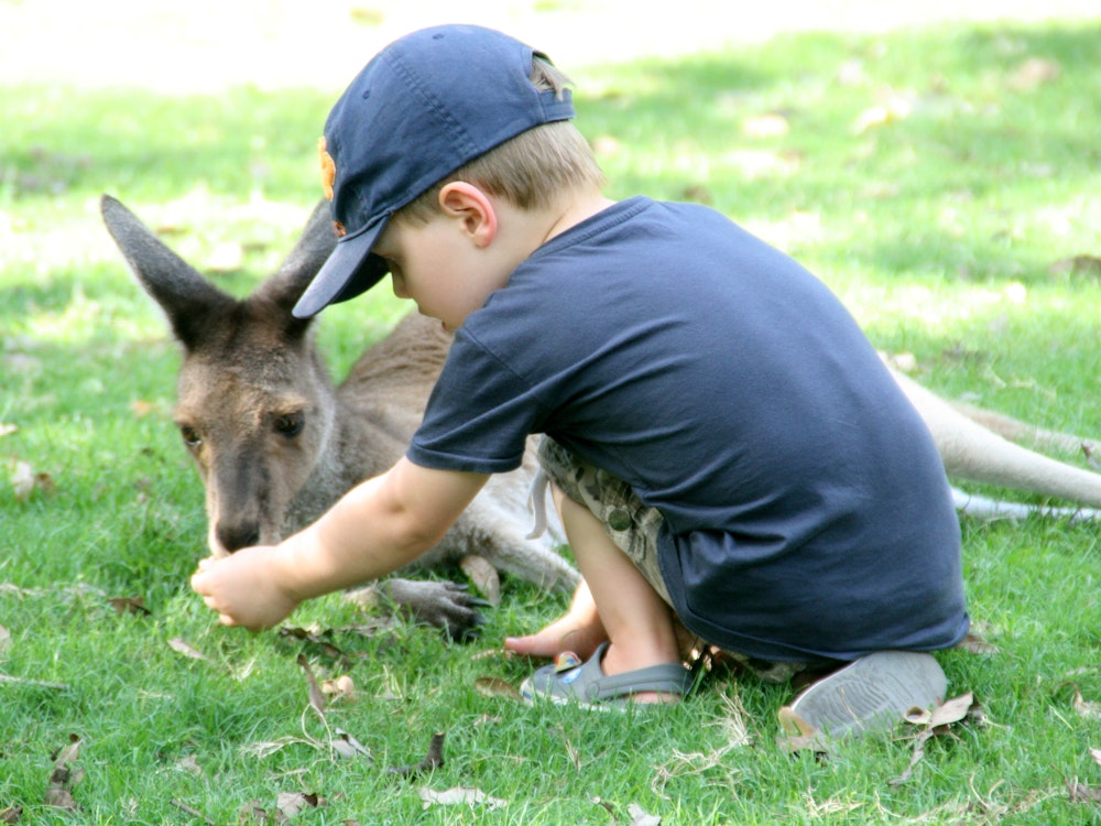 Kind geeft kangoeroe te eten in Caversham Wildlife Park in Whiteman Park, West-Australië