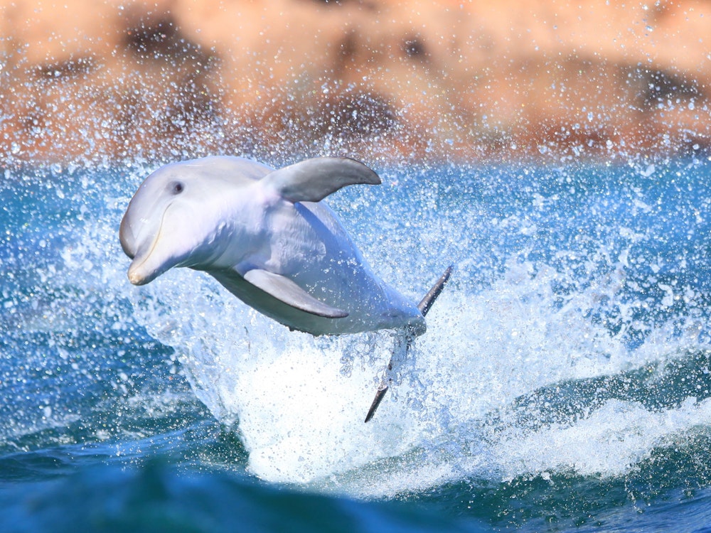 Een dolfijn springt uit het water bij Kangaroo Island