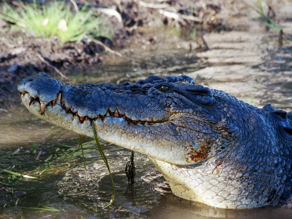 Een close up van een krokodil in de Daintree River
