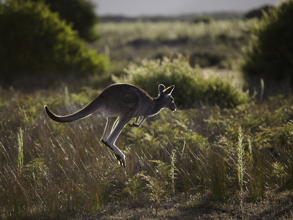 Känguru hüpft durch den Wilson Promontory Nationalpark