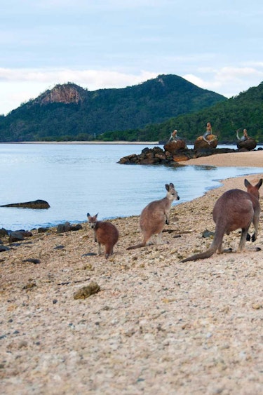 Aus tropical island kangaroo beach family stays luxury