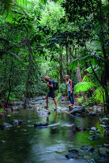 Au daintree national park wet tropics rainforest  friends best time header