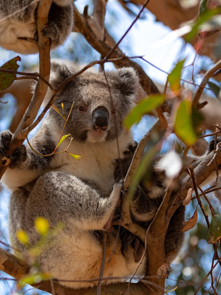 au koala friends length header