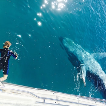 Frau taucht mit Wal in Australien