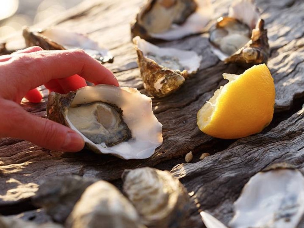 Verse oesters eten op Bruny Island