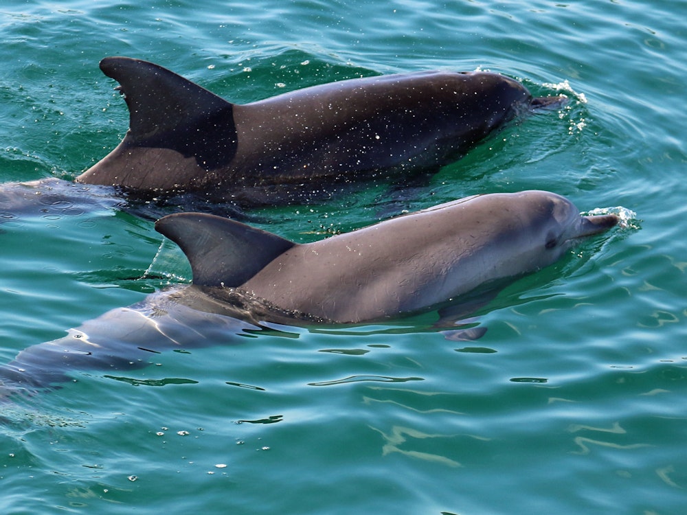 Twee dolfijnen zwemmen bij Jervis Bay