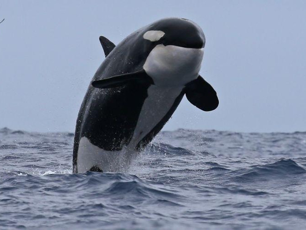 aus orca bremer bay