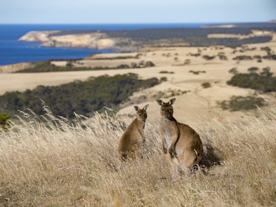 Zwei Kängurus stehen in Graslandschaft bei Kangaroo Beach