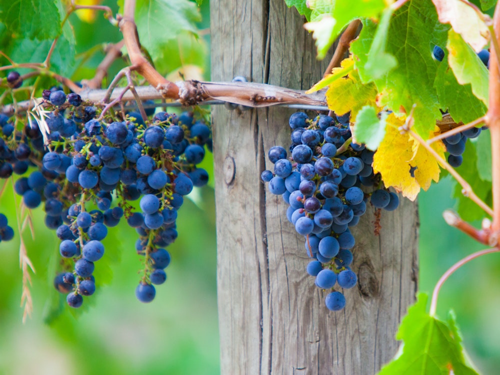 Een wijnrank met druiven in de Mornington Peninsula