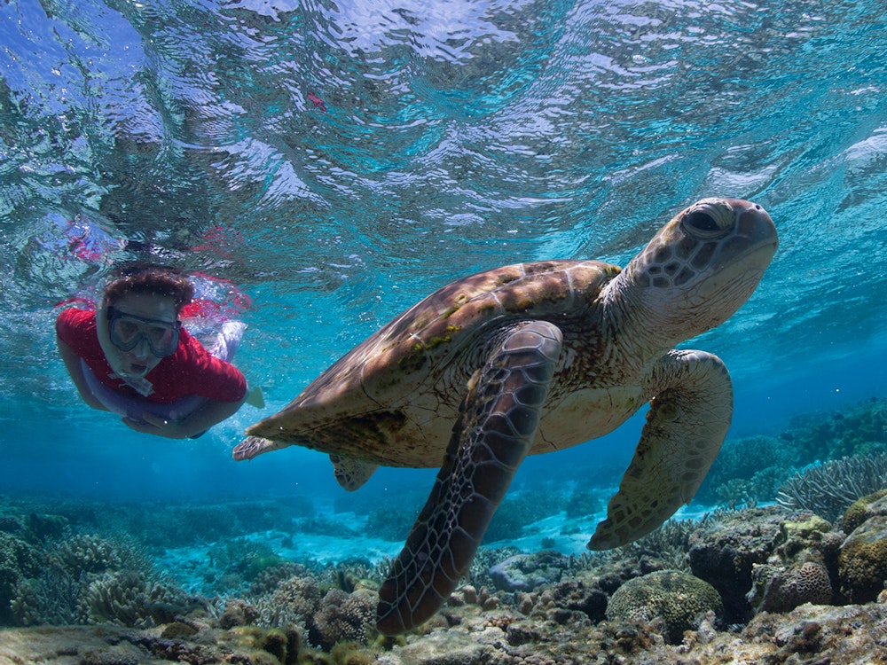 Zeeschildpadden zwemmen in de koraalzee bij het Great Barrier Reef