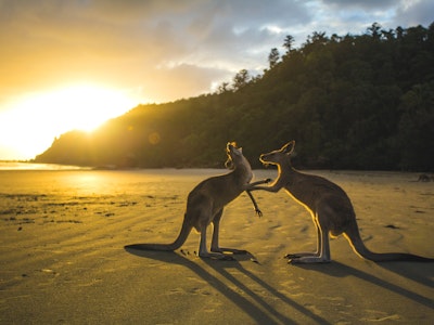 Aus kangaroos play at beach