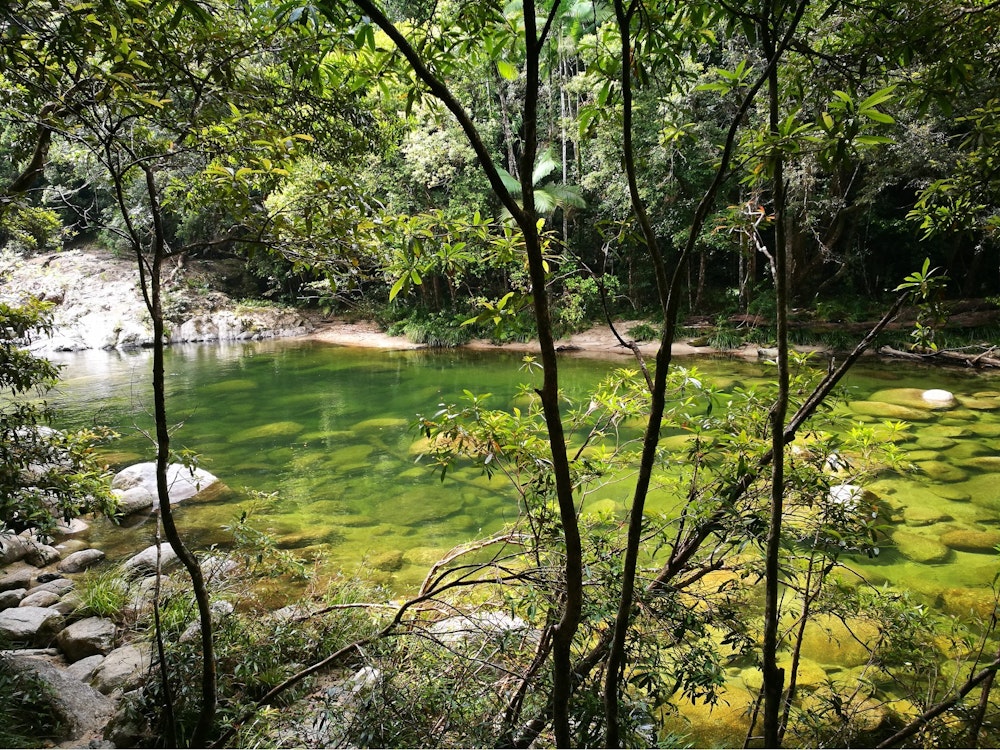 Grün schimmernder Fluss fließt durch den australischen Daintree Regenwald bei Mossman