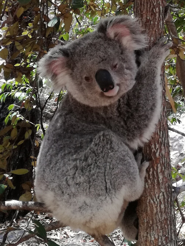 Australien kundenfeedback nowak koala