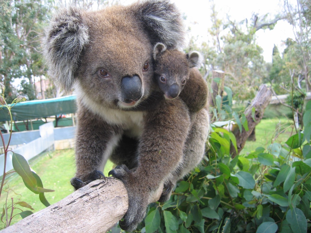 Koala Mutter und Kind in Tierpark von Adelaide