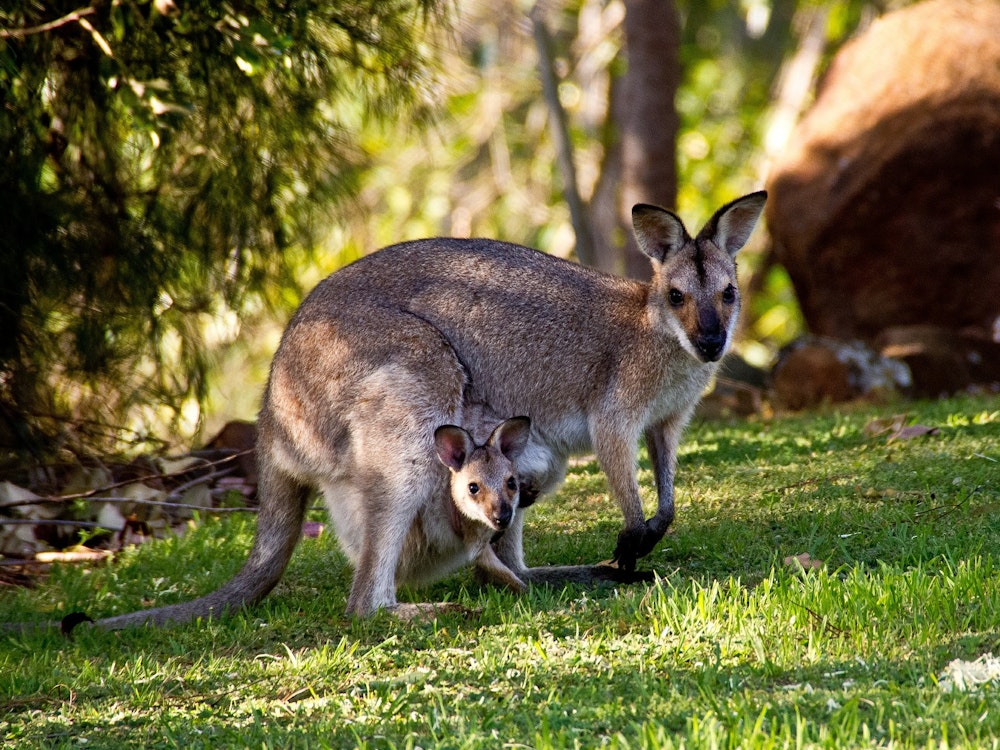 Kangaroe met kleine baby kangaroe in buidel
