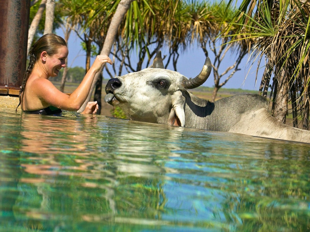 Frau in Pool begegnet Ochsen in Australien