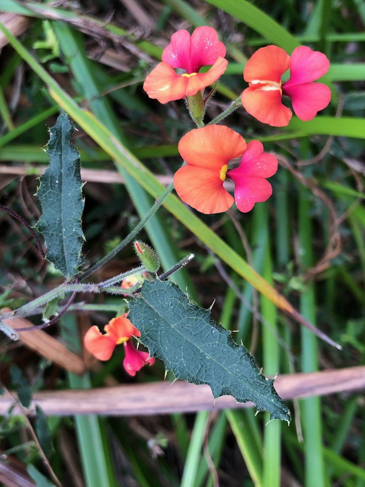 AUS - WA Wildflowers