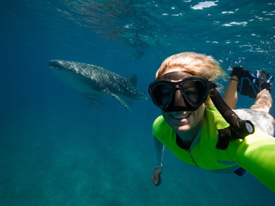 Swim with whale sharks at Ningaloo Reef Australia