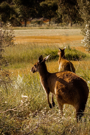 Australien Tierwelt Kängurus