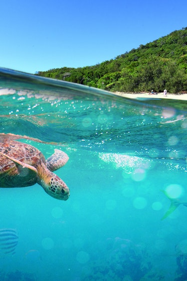 australien tropischer norden queensland schildkröte im wasser