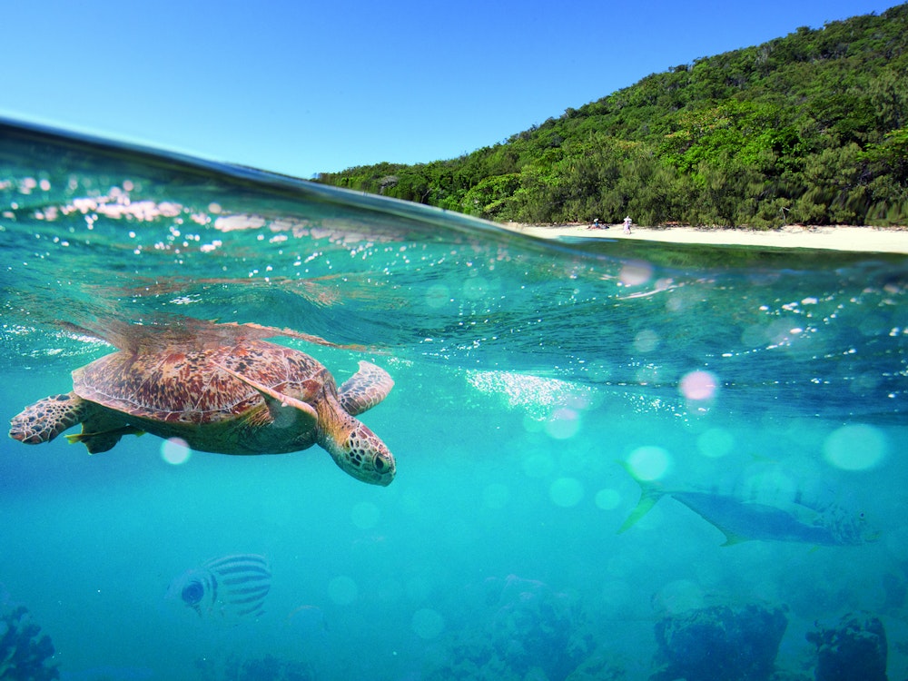 Zeeschildpad zwemt door het kristalheldere, blauwe water in het Great Barrier Reef