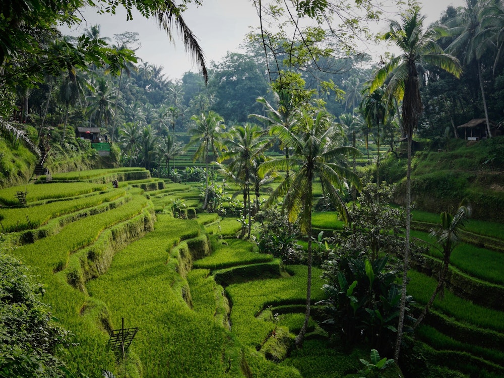Stopover bali Tegallalang Gianyar Bali Indonesien niklas weiss unsplash