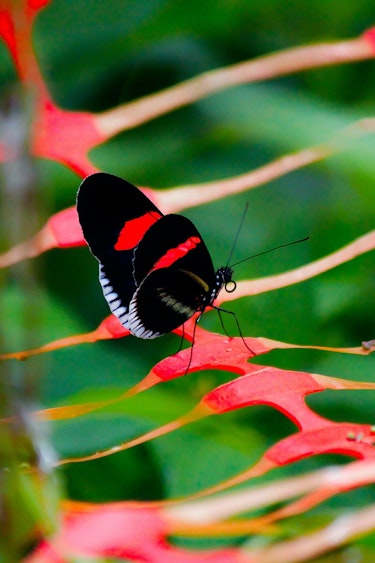Stopover cook islands butterfly ricco reckling unsplash