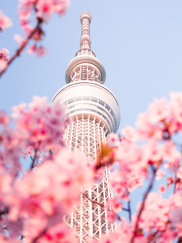 Turm mit Kirschblüten im Vordergrund in Tokio