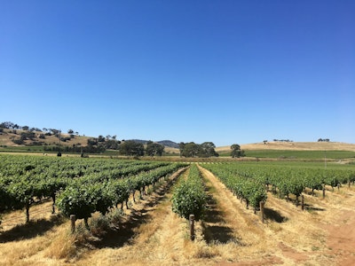 Wijnranken in de Barossa Valley