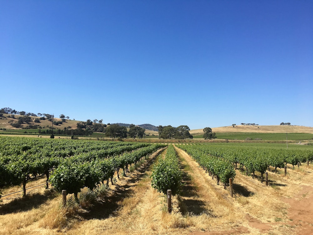 Wijnranken in de Barossa Valley