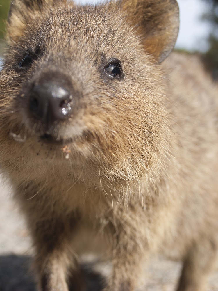 Aus western rottnest island quokka partner see and do easy going
