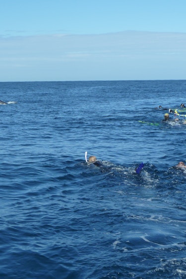 Auz sunreef swim with whales 2 partner adventure