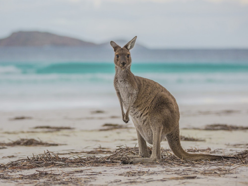 aus kangaroo at lucky bay