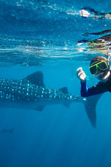 aus ningaloo reef whale shark