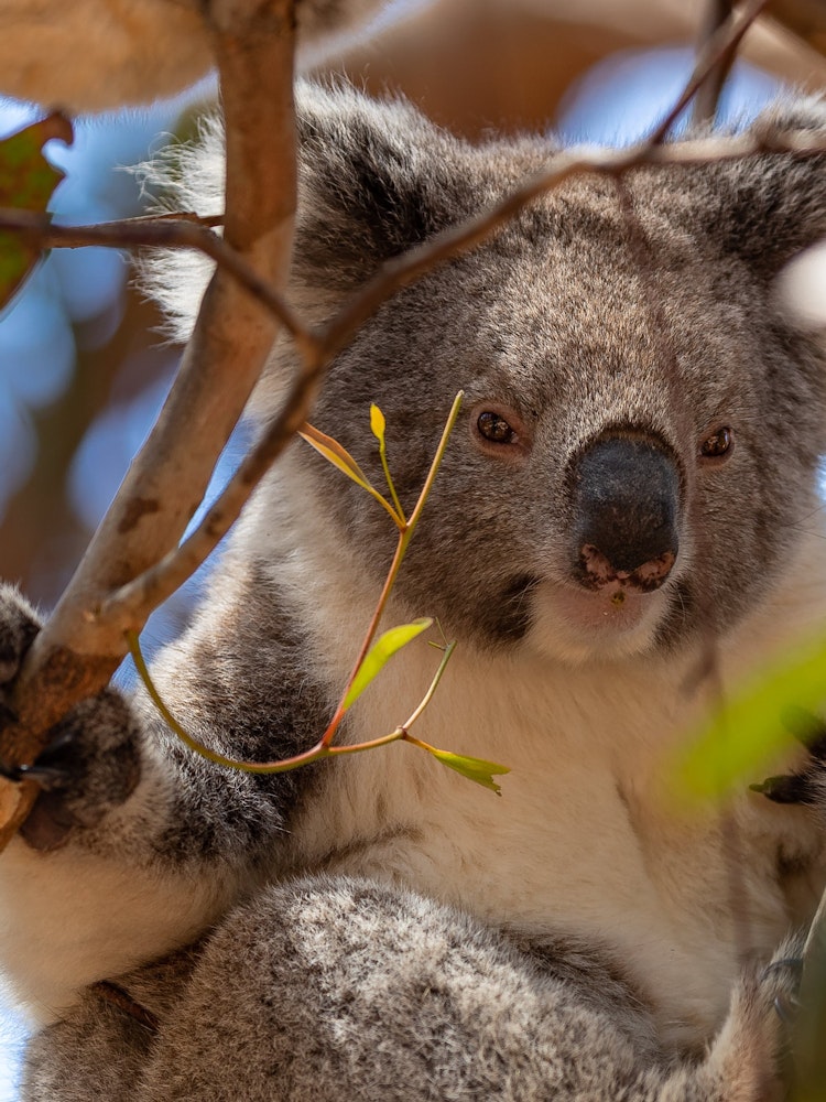 10 of Australia's most unique animals | TravelEssence