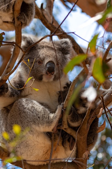 Au koala tree  solo length of holiday header