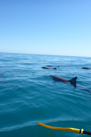 Au epic ocean adventures dolphins solo activities