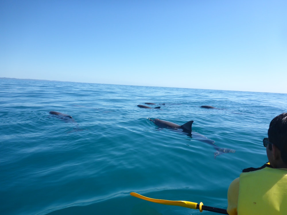 A close encounter with dolphins in Mooloolaba, Queensland