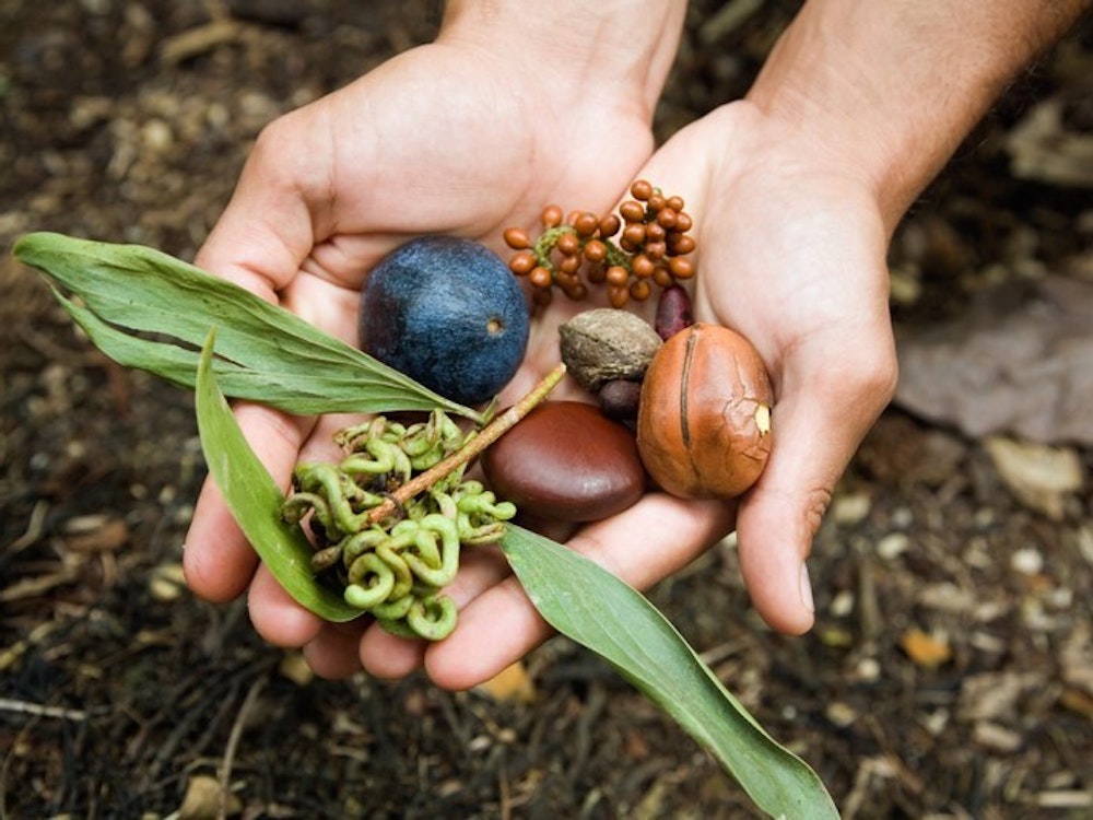 Hände halten verschiedene Blätter und Pflanzensamen - australische Buschmedizin