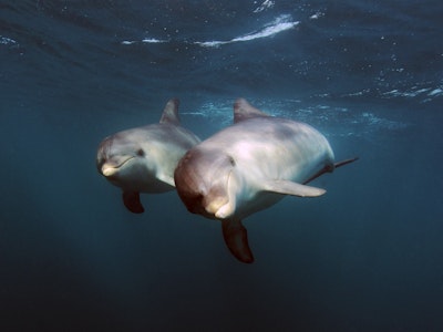 Zwei Delfine in Australien