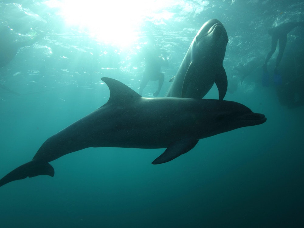 Een dolfijn zwemt in het water bij de Mornington Peninsula