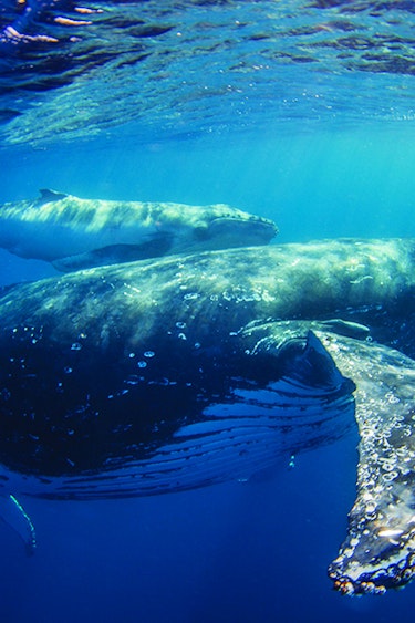 Au mooloolaba swim whales close solo see and do adventurous